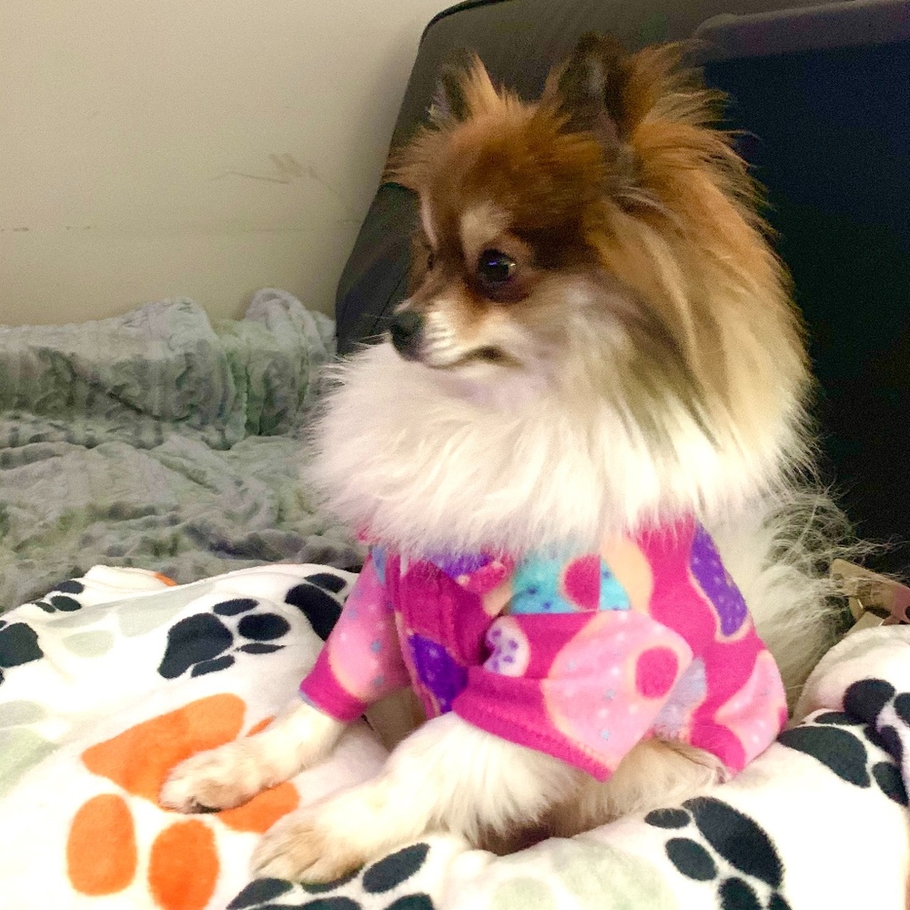 Meet your Posher, Rose